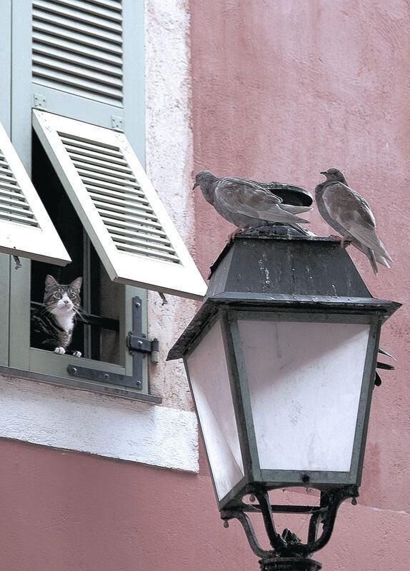 约基奇全能爆发助活塞队打穿辽宁队,国际赛场再现NBA统治力