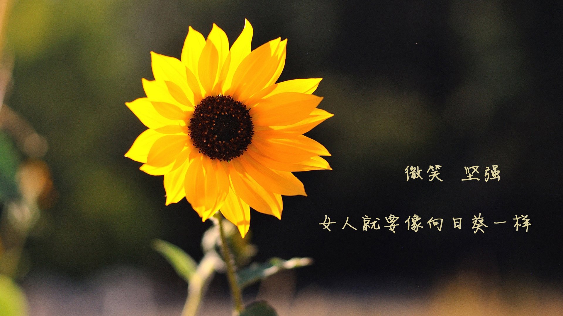 联手阻击下的逆袭曙光,北京队连续得分压制辽宁,贝恩临危受命化身关键先生