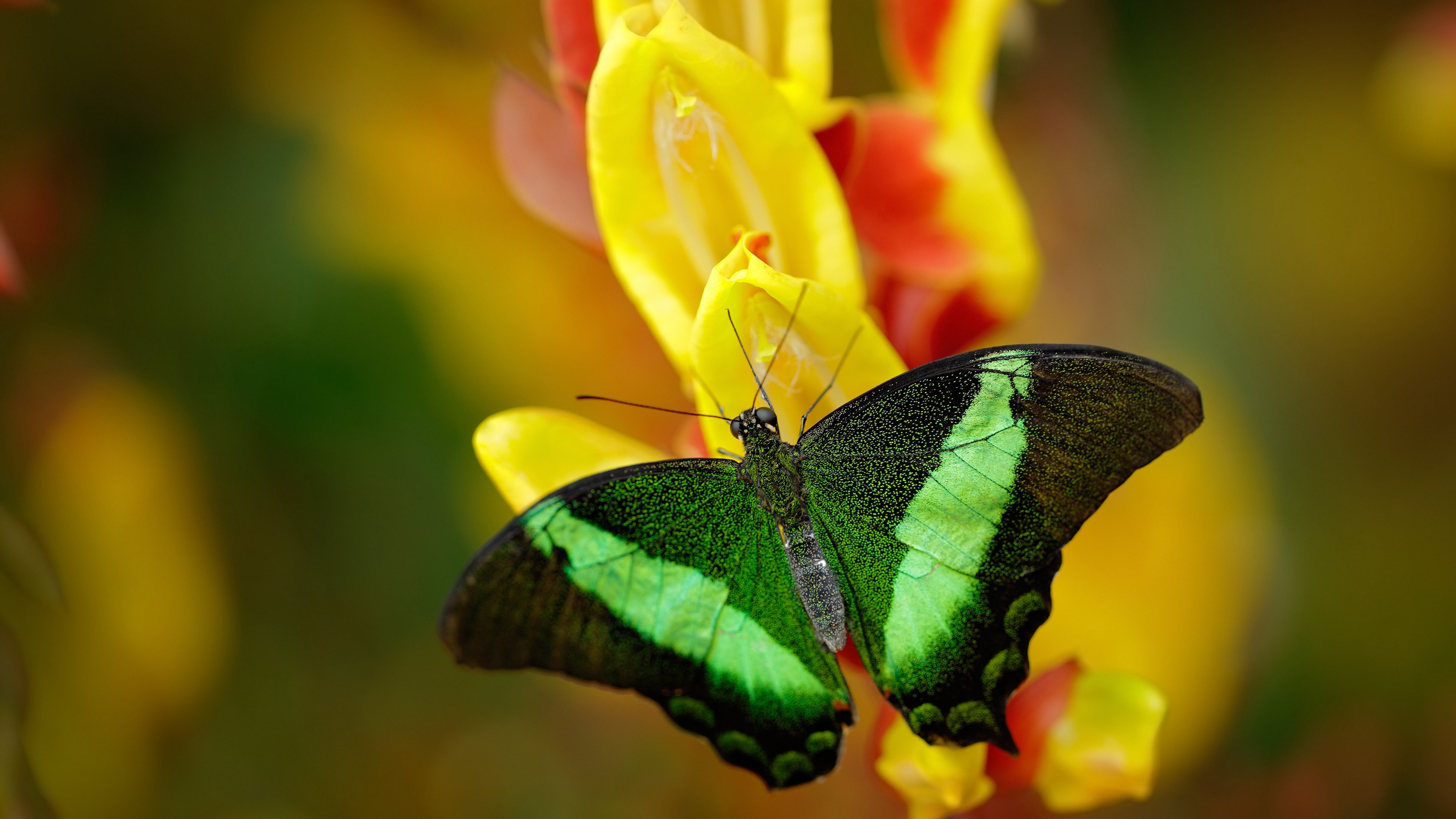 火山喷发,楚阿梅尼改写罗马的天空,塞内加尔新王加冕