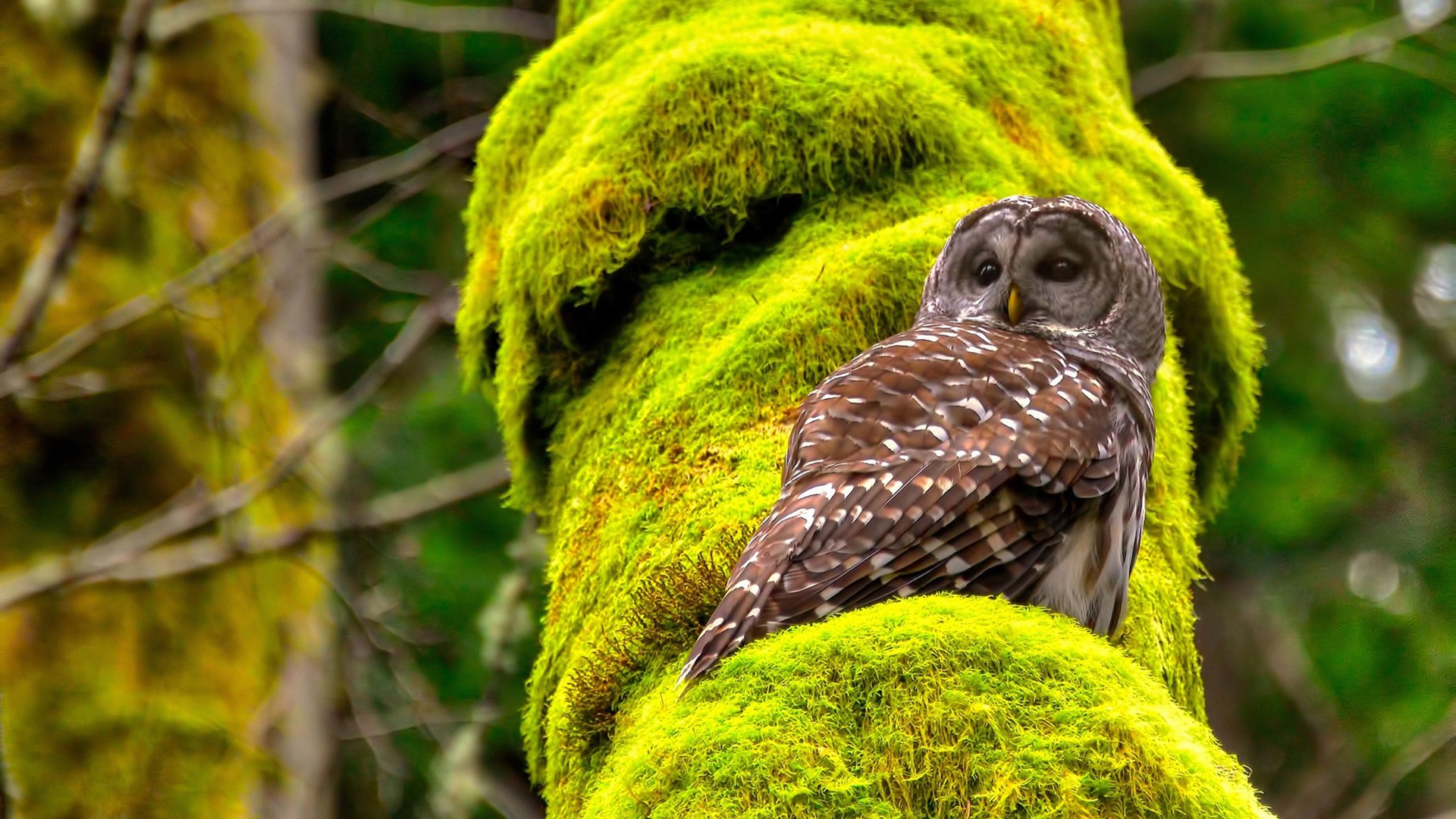 维尼修斯梅开二度引领逆转 墨西哥火力全开压制亚特兰大