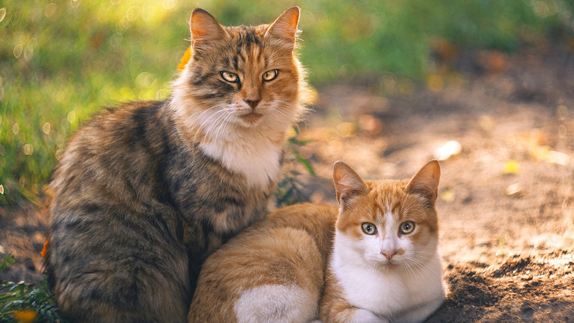 英格兰遭遇美国剧本杀,坎特一战封神终结所有悬念