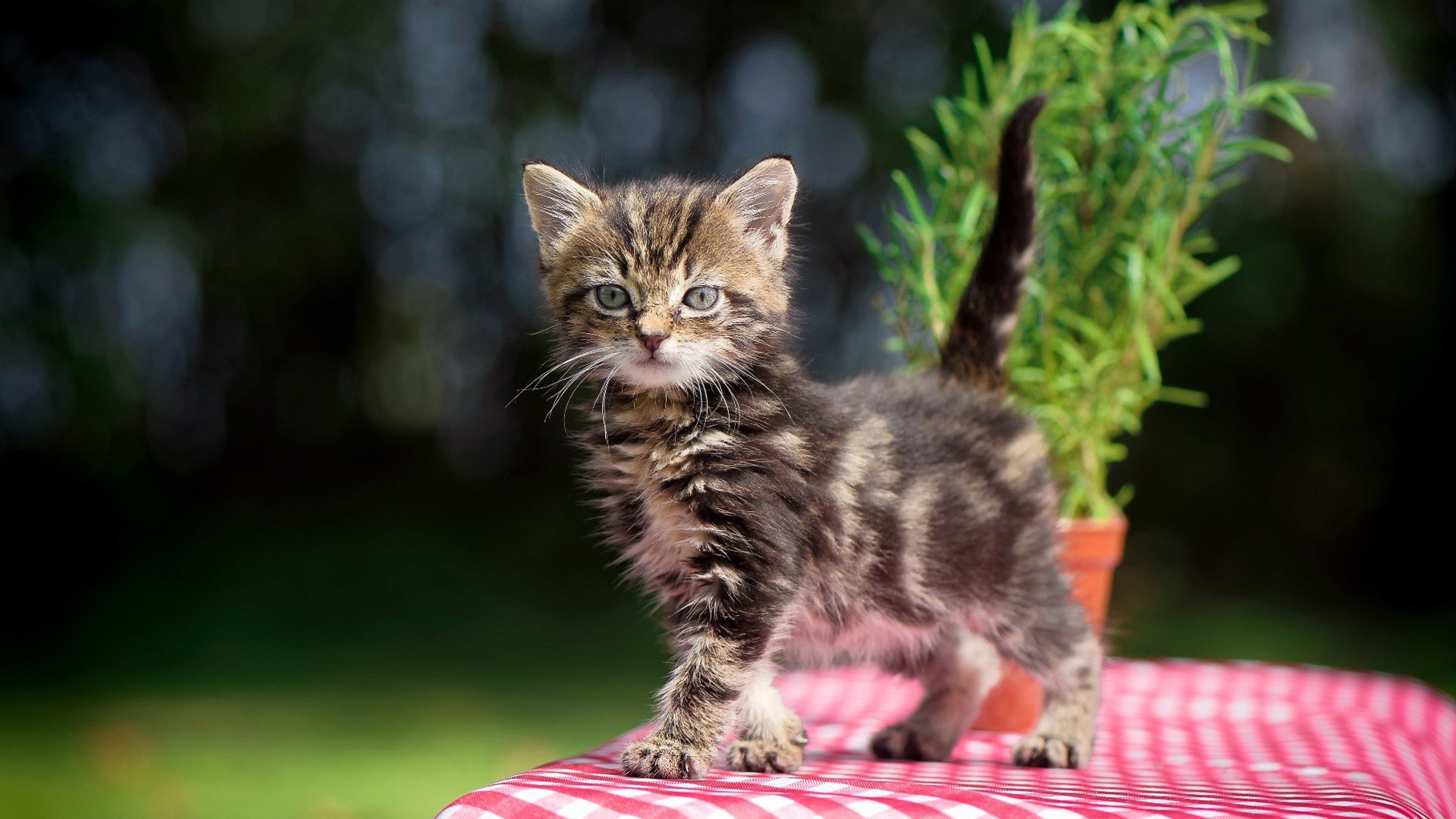 火力压制彰显乌拉圭统治力,奥斯梅恩闪耀赛场引爆焦点