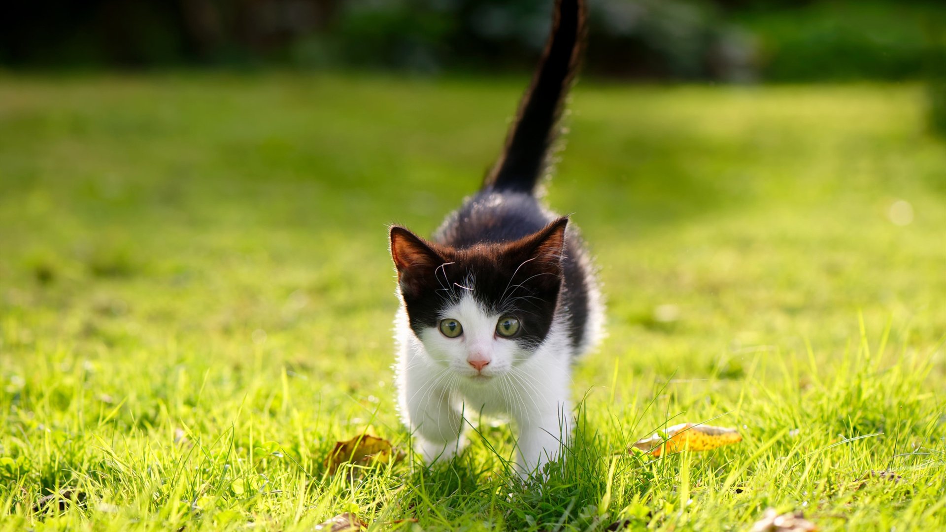 双重证明,从乌克兰的集体呐喊到斯通斯的个人正名