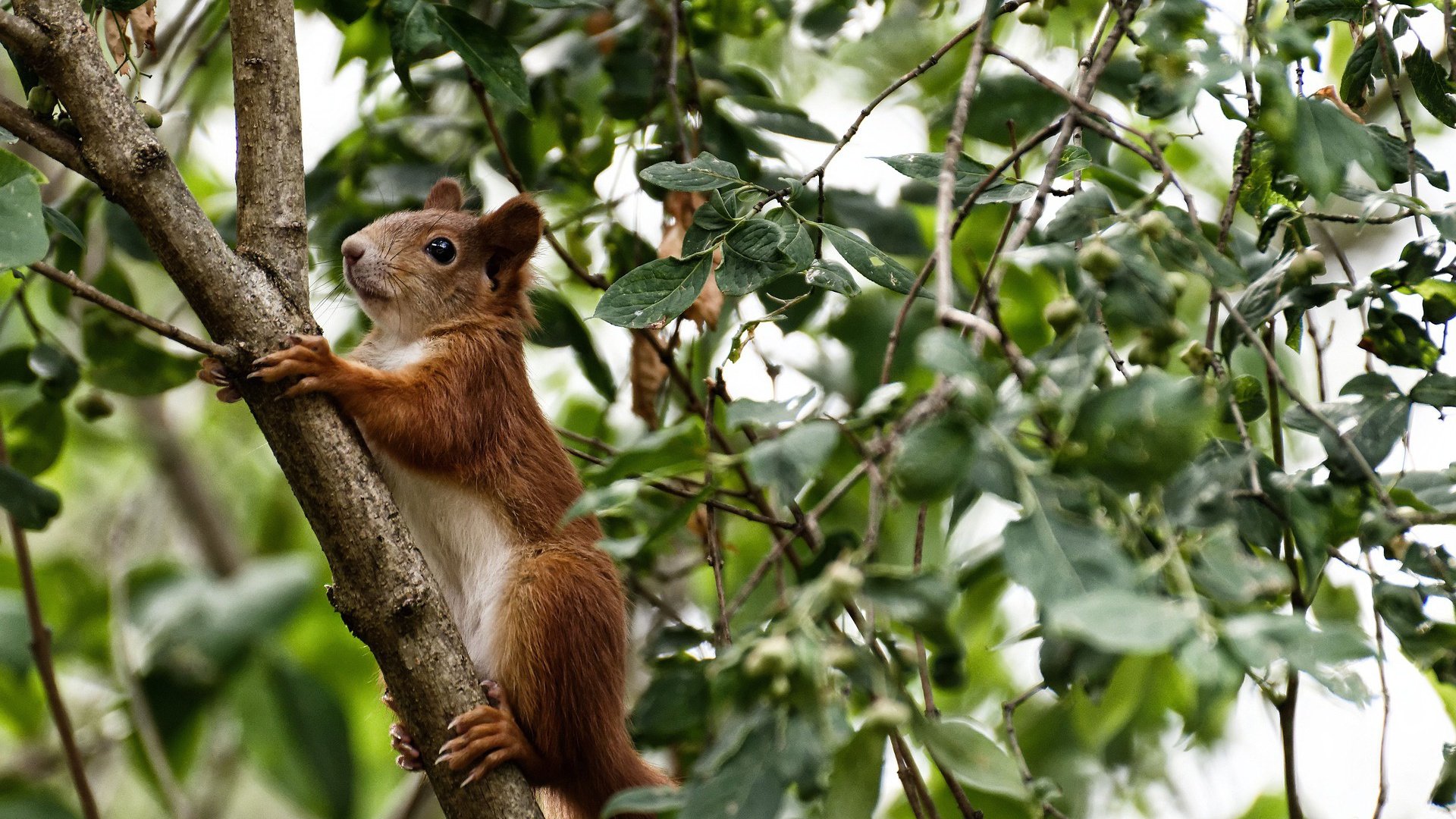 双重荣耀,绿茵场上的碾压与F1赛道上的加冕